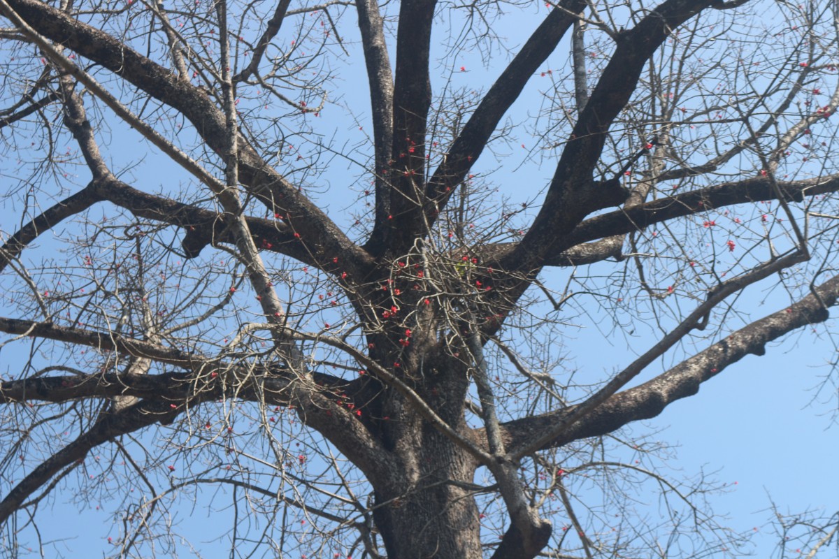 Bombax ceiba L.